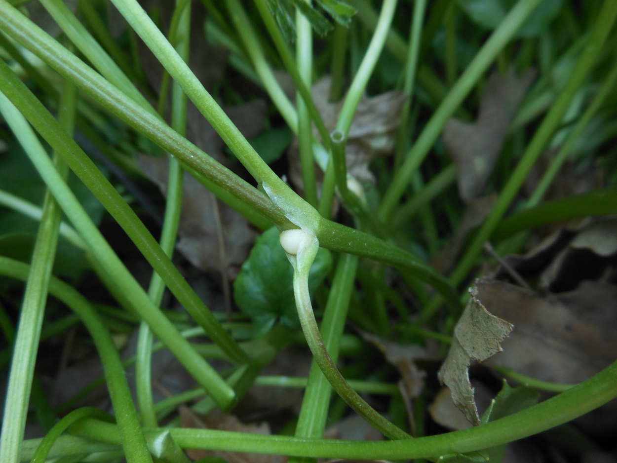 Ficaria verna (=Ranunculus ficaria) subsp. ficariiformis)